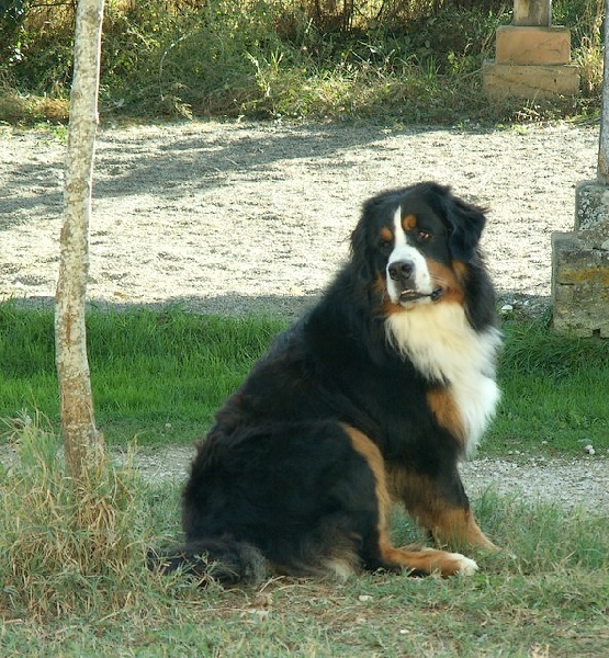 Cimba de la chaîne des pyrénées