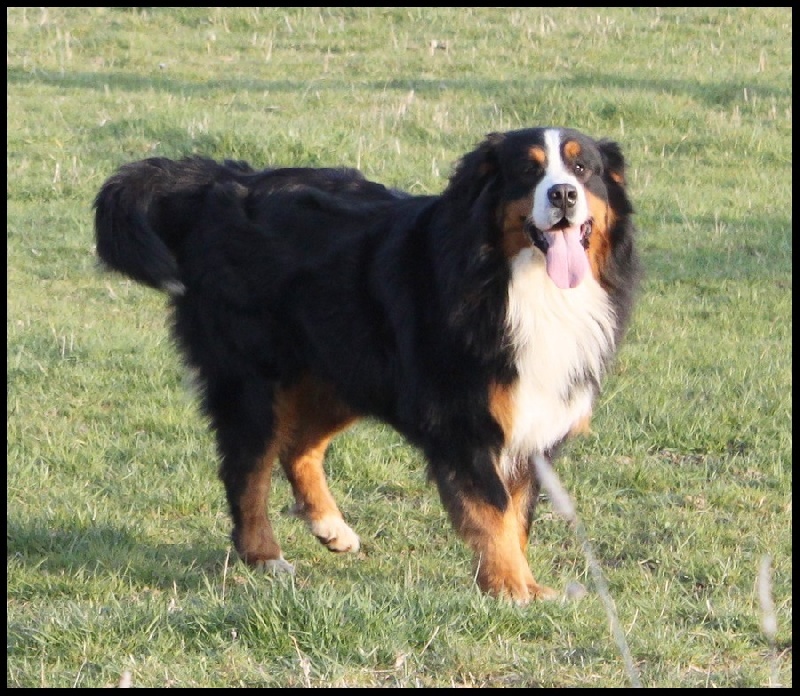 Cimba de la chaîne des pyrénées