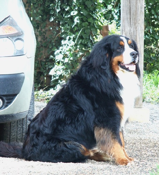 Cimba de la chaîne des pyrénées