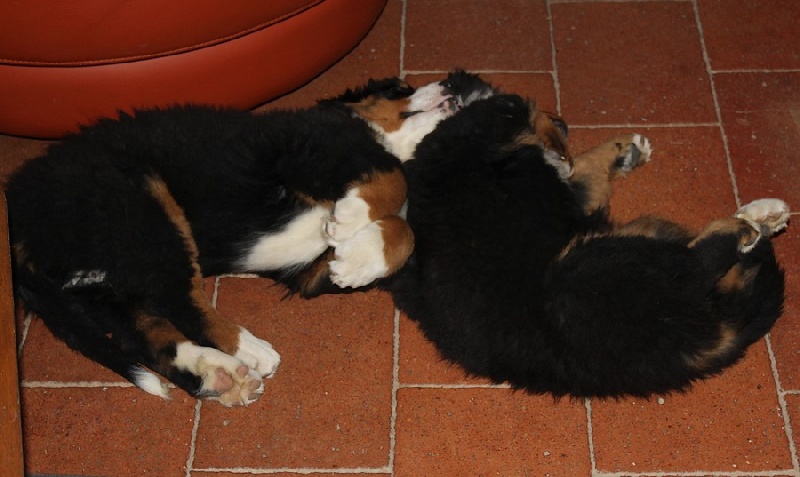 Bébés 2010 (Cimba et Caïla)
