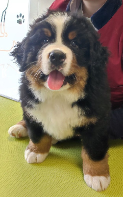 ATHOS